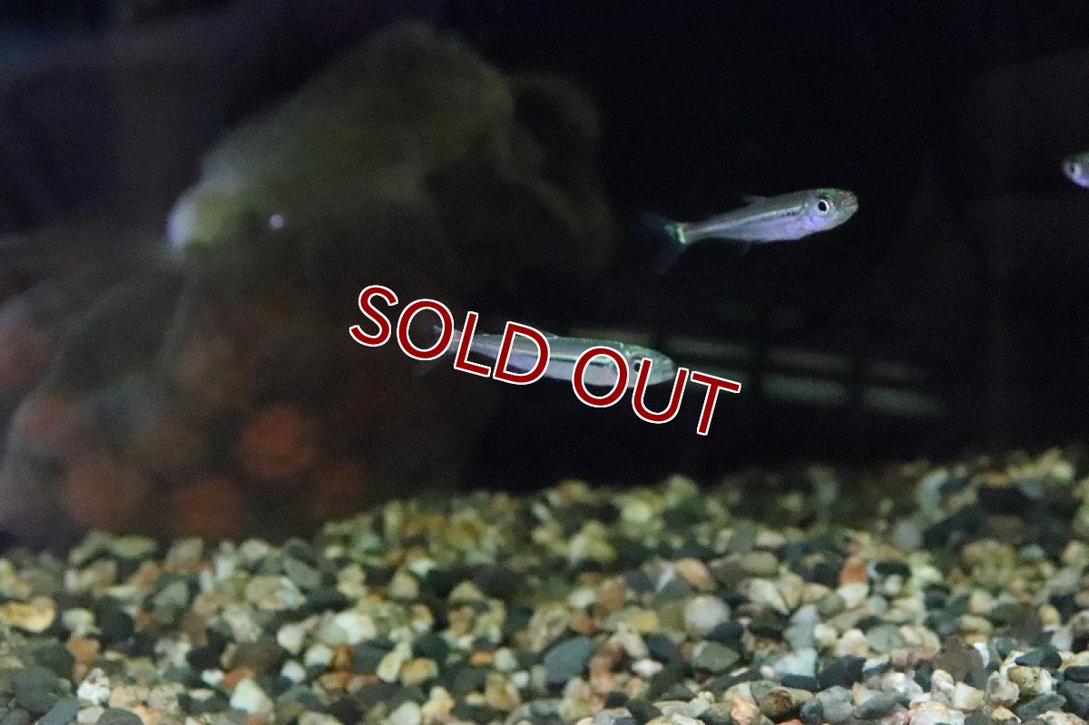 画像5: 【淡水魚】トリカラーイグアノディクタス マラヴィーリャ産 ワイルド【１匹】(珍カラ)(生体)(淡水)NKCＫ (5)