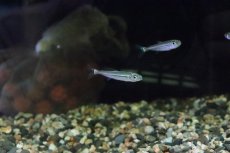 画像5: 【淡水魚】【通販】トリカラーイグアノディクタス マラヴィーリャ産 ワイルド【１匹】(珍カラ)(生体)(淡水)NKCＫ (5)