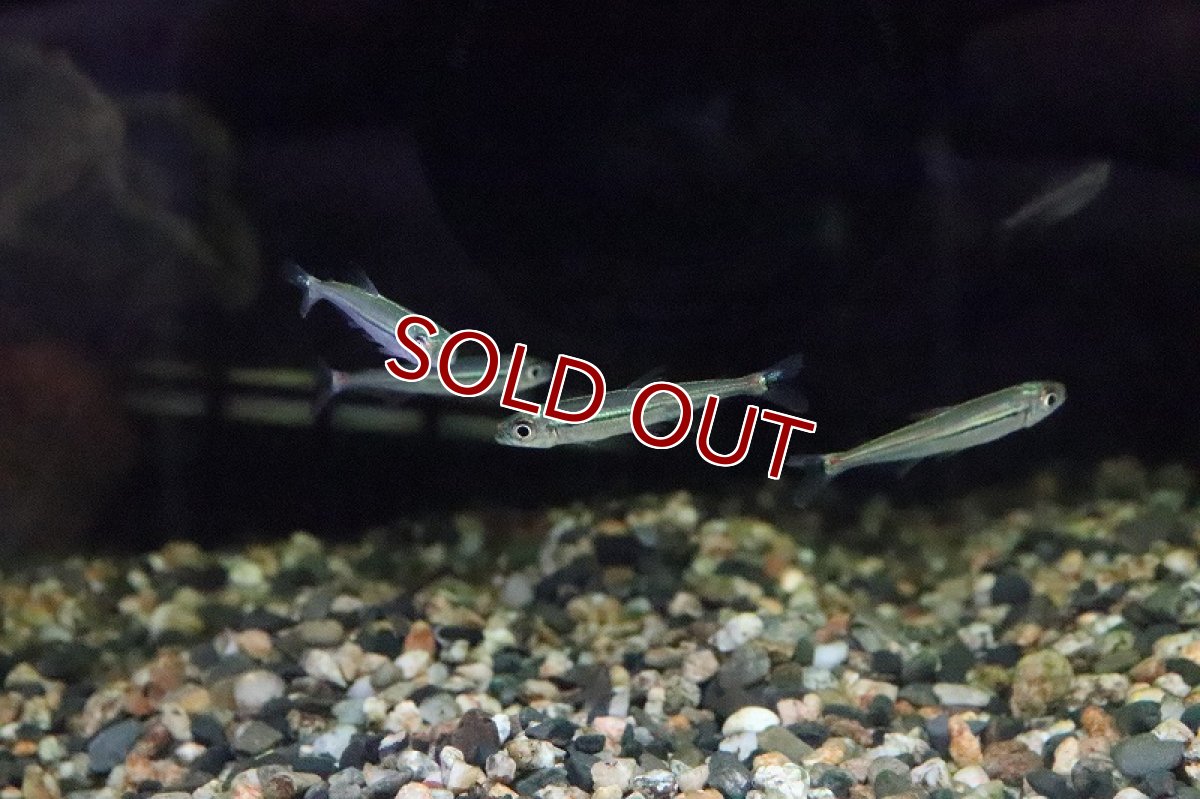 画像7: 【淡水魚】トリカラーイグアノディクタス マラヴィーリャ産 ワイルド【１匹】(珍カラ)(生体)(淡水)NKCＫ (7)