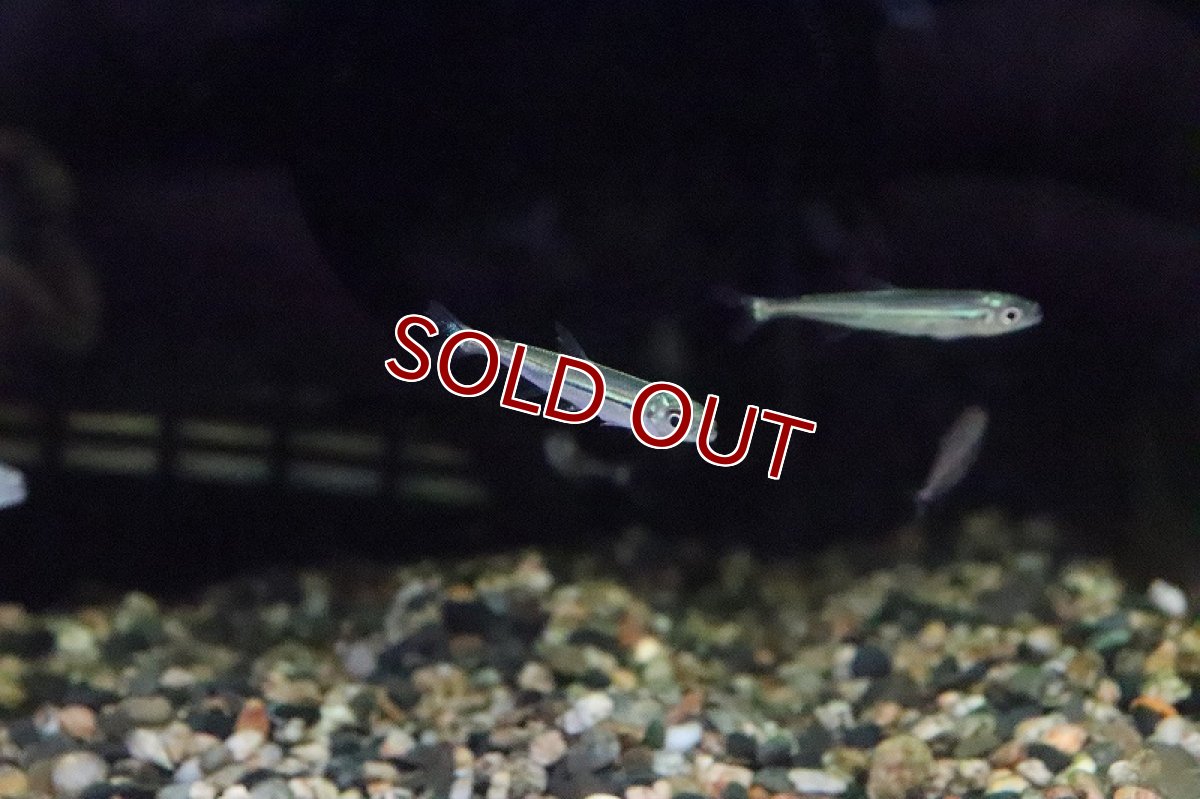 画像8: 【淡水魚】トリカラーイグアノディクタス マラヴィーリャ産 ワイルド【１匹】(珍カラ)(生体)(淡水)NKCＫ (8)