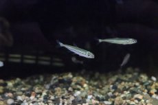 画像8: 【淡水魚】【通販】トリカラーイグアノディクタス マラヴィーリャ産 ワイルド【１匹】(珍カラ)(生体)(淡水)NKCＫ (8)