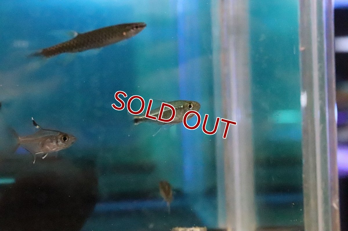 画像2: 【淡水魚】混じり珍カラ カラシンsp グリーンラインホワイトフィンテトラ コロンビア産【１匹】(珍カラ)(生体)(淡水)NKCＫ (2)