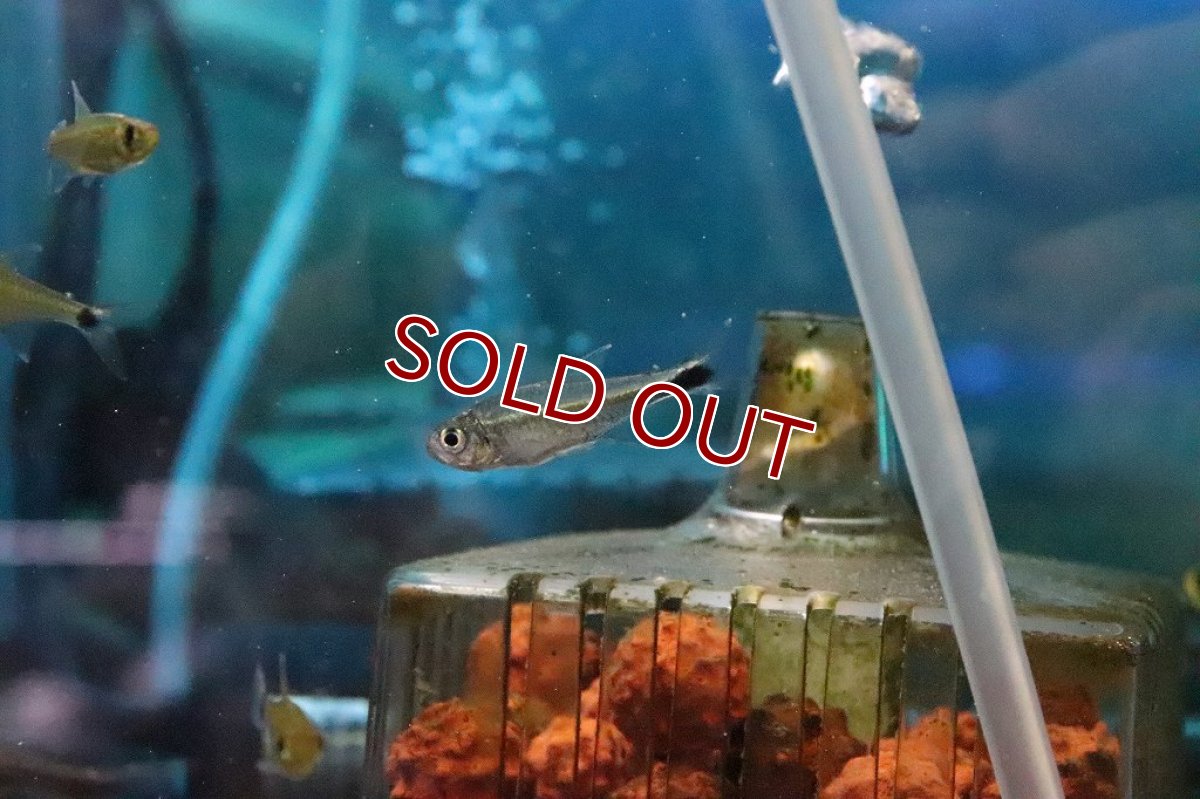 画像3: 【淡水魚】混じり珍カラ カラシンsp グリーンラインホワイトフィンテトラ コロンビア産【１匹】(珍カラ)(生体)(淡水)NKCＫ (3)