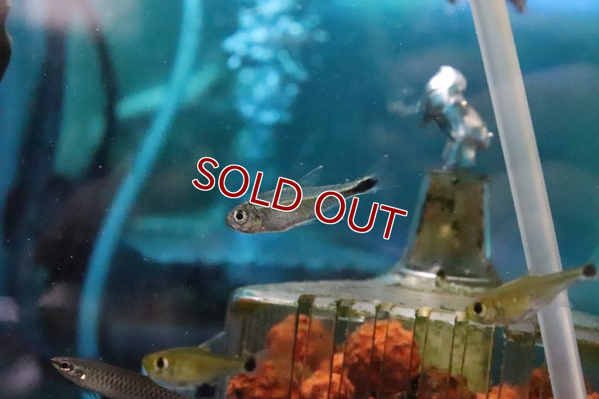 画像4: 【淡水魚】混じり珍カラ カラシンsp グリーンラインホワイトフィンテトラ コロンビア産【１匹】(珍カラ)(生体)(淡水)NKCＫ (4)