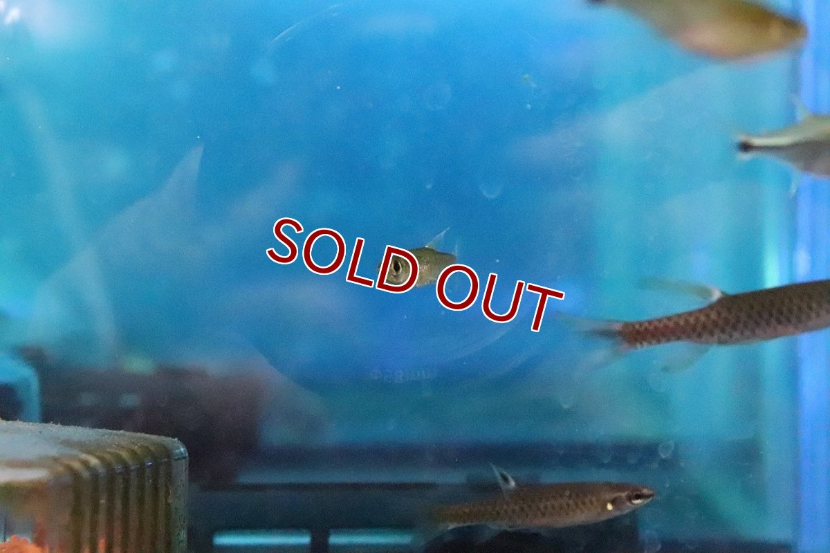 画像2: 【淡水魚】混じり珍カラ カラシンsp イエローカラー コロンビア産【１匹】(珍カラ)(生体)(淡水)NKCＫ (2)