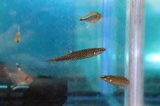 画像1: 【淡水魚】【通販】混じり珍カラ カラシンsp コペラ コロンビア産【１匹】(珍カラ)(生体)(淡水)NKCＫ (1)