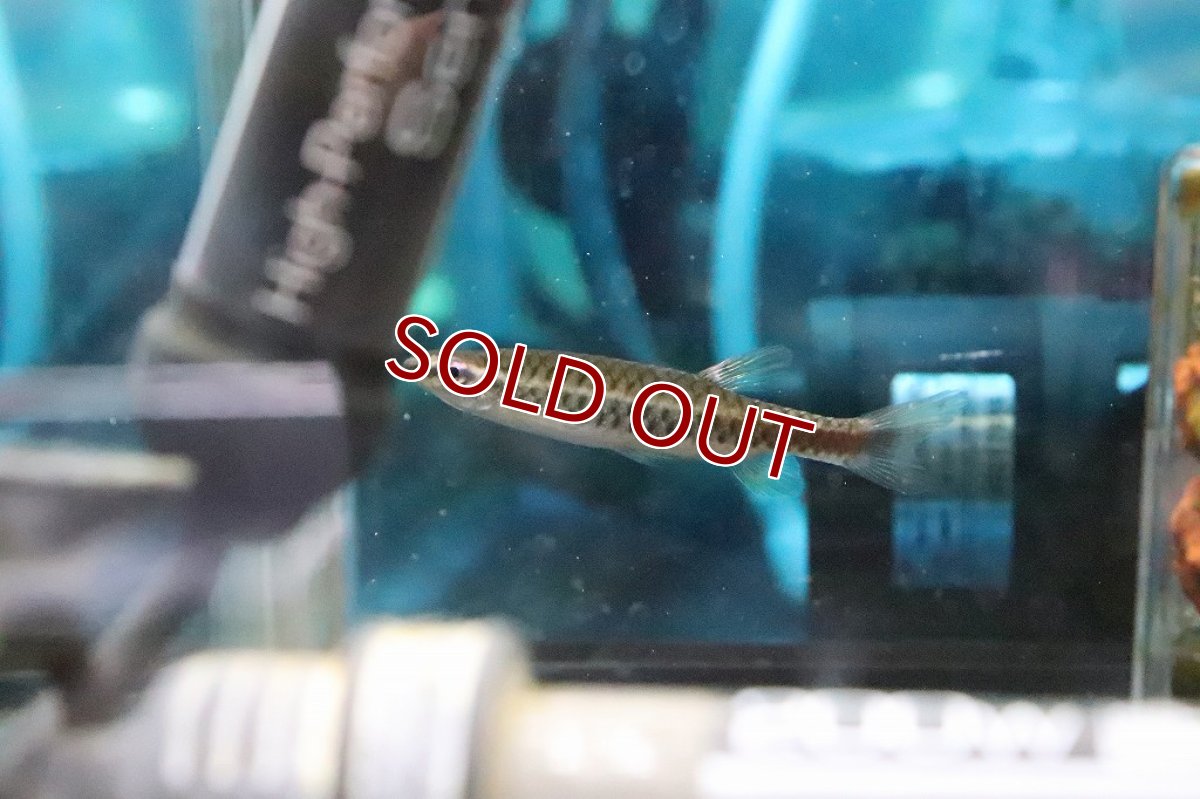 画像2: 【淡水魚】混じり珍カラ カラシンsp コペラ コロンビア産【１匹】(珍カラ)(生体)(淡水)NKCＫ (2)