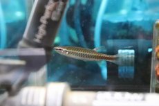 画像2: 【淡水魚】【通販】混じり珍カラ カラシンsp コペラ コロンビア産【１匹】(珍カラ)(生体)(淡水)NKCＫ (2)