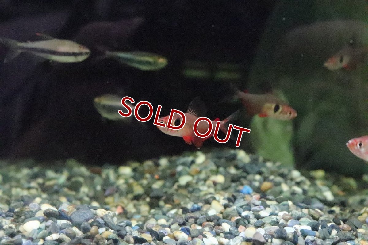 画像1: 【淡水魚】【通販】ファイヤーファントムテトラ パンタナール産 ワイルド【1匹 サンプル画像】(珍カラ)(生体)(淡水)NKCＫ (1)