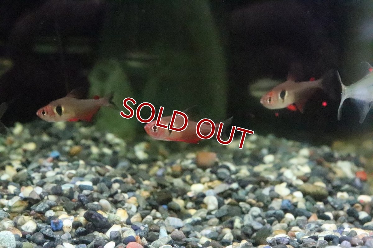 画像2: 【淡水魚】【通販】ファイヤーファントムテトラ パンタナール産 ワイルド【1匹 サンプル画像】(珍カラ)(生体)(淡水)NKCＫ (2)