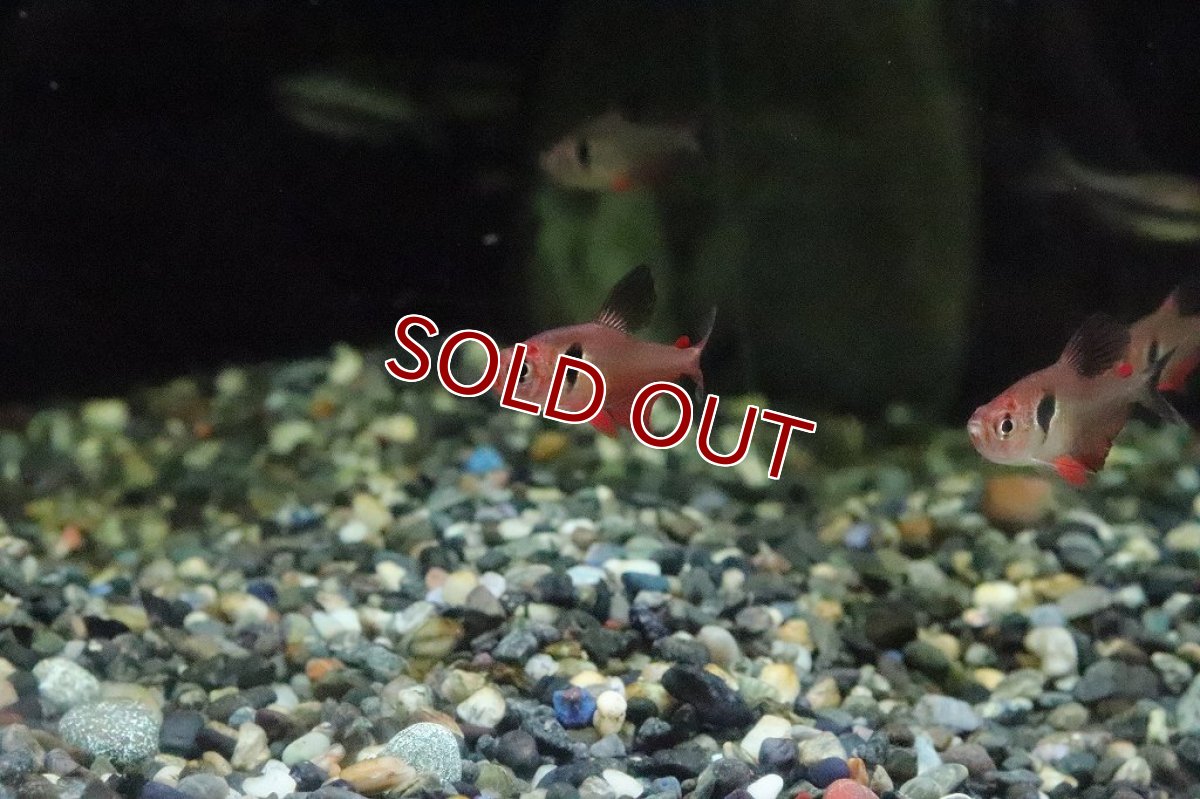 画像3: 【淡水魚】【通販】ファイヤーファントムテトラ パンタナール産 ワイルド【1匹 サンプル画像】(珍カラ)(生体)(淡水)NKCＫ (3)