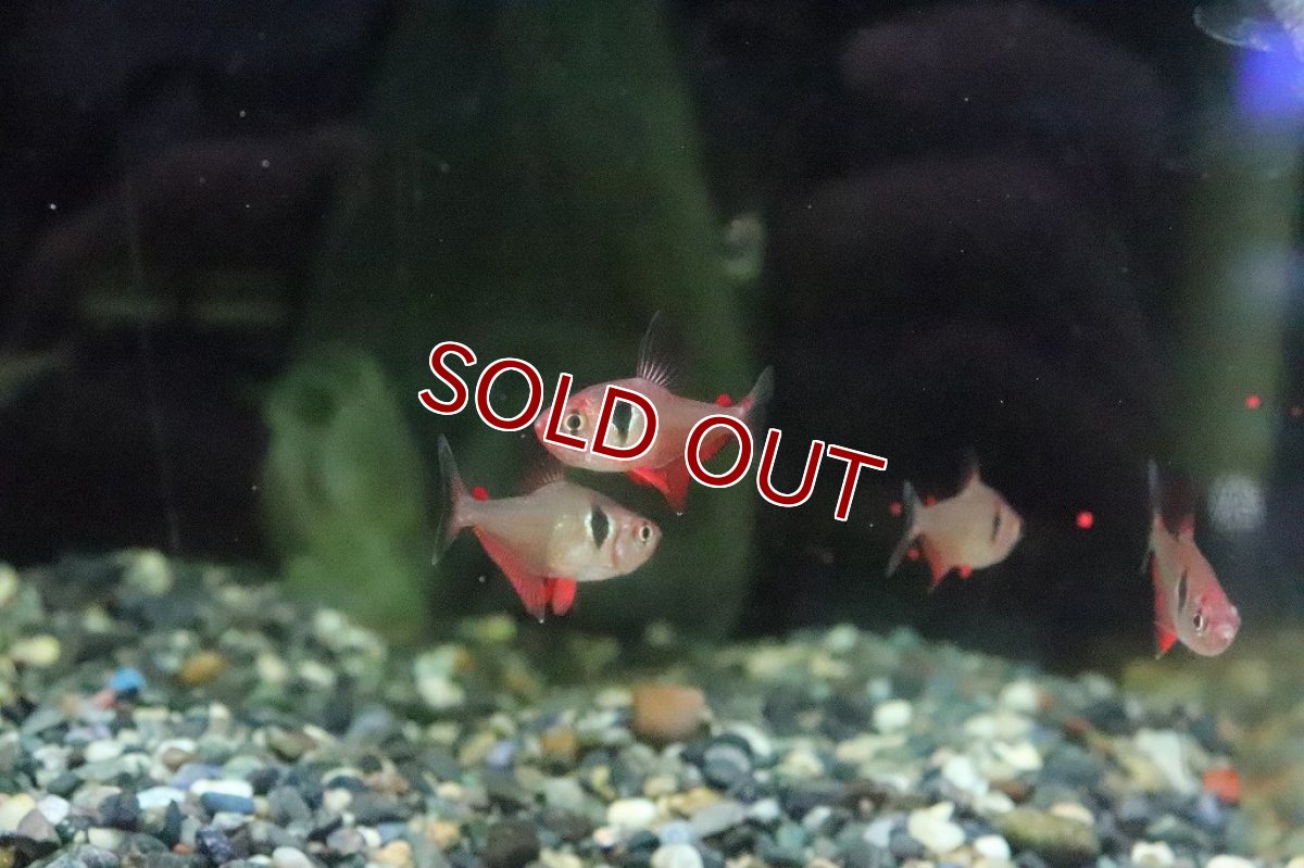 画像4: 【淡水魚】【通販】ファイヤーファントムテトラ パンタナール産 ワイルド【1匹 サンプル画像】(珍カラ)(生体)(淡水)NKCＫ (4)