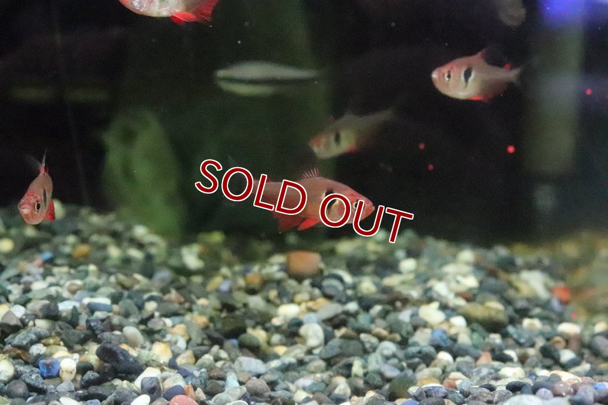 画像5: 【淡水魚】【通販】ファイヤーファントムテトラ パンタナール産 ワイルド【1匹 サンプル画像】(珍カラ)(生体)(淡水)NKCＫ (5)