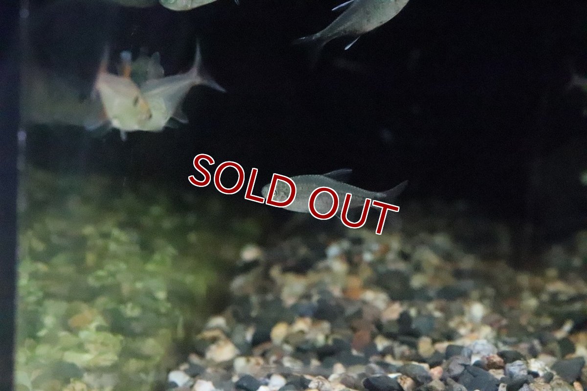 画像2: 【淡水魚】ハイフェソブリコンsp バイヤブラック ワイルド【１匹】(珍カラ)(生体)(淡水)NKCＫ (2)