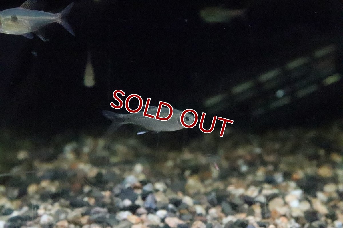 画像3: 【淡水魚】ハイフェソブリコンsp バイヤブラック ワイルド【１匹】(珍カラ)(生体)(淡水)NKCＫ (3)