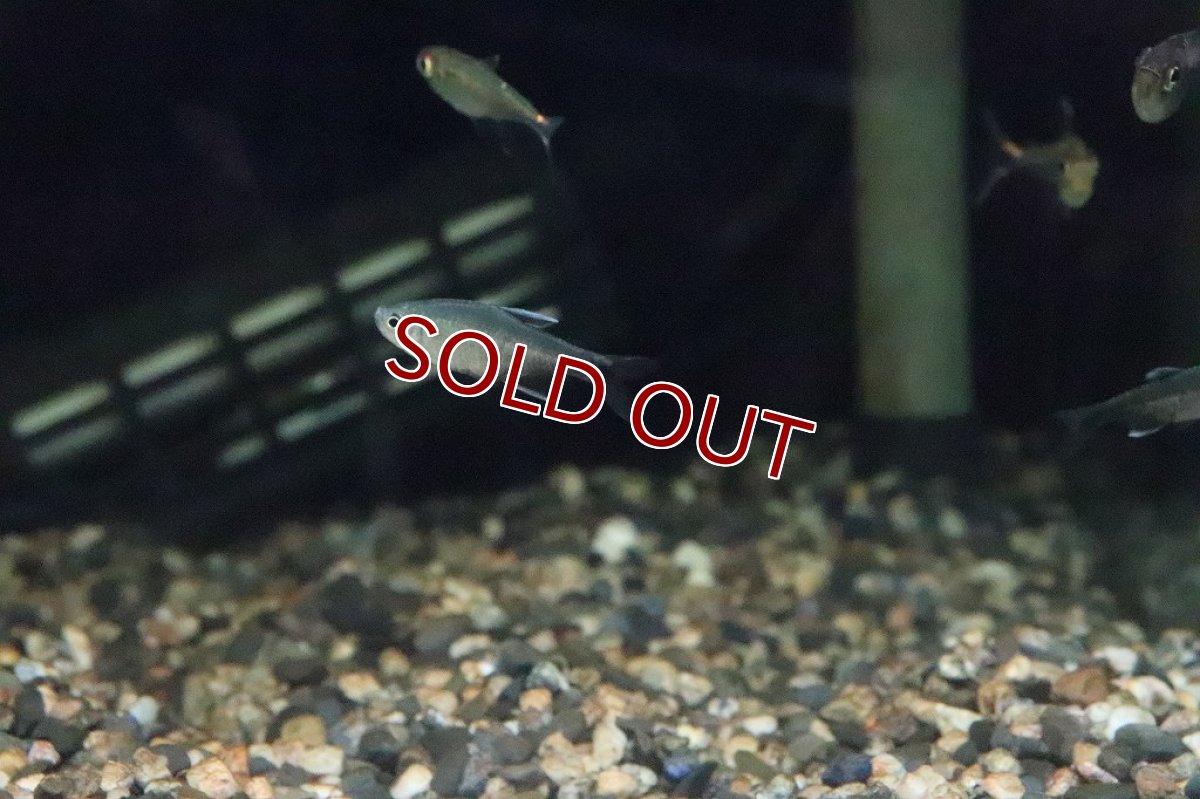 画像4: 【淡水魚】ハイフェソブリコンsp バイヤブラック ワイルド【１匹】(珍カラ)(生体)(淡水)NKCＫ (4)