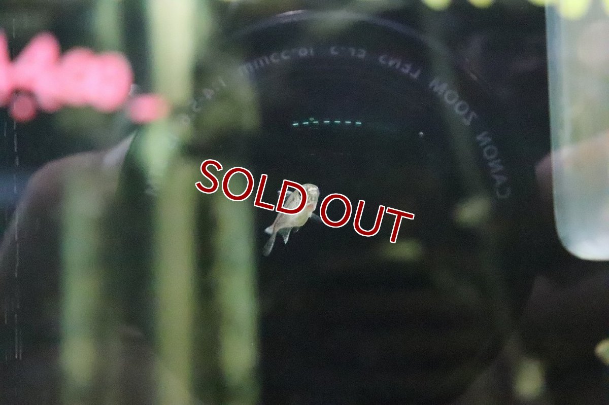 画像2: 【淡水魚】ブルーダイヤモンドコギャルテトラ ワイルド【１匹】(珍カラ)(生体)(淡水)NKCＫ (2)