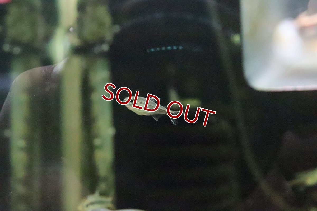 画像3: 【淡水魚】ブルーダイヤモンドコギャルテトラ ワイルド【１匹】(珍カラ)(生体)(淡水)NKCＫ (3)