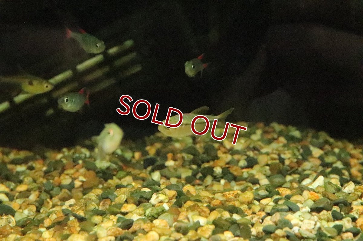 画像2: 【淡水魚】レインボーラコビクステトラ マラニョンリバー産 ワイルド【１匹】(珍カラ)(生体)(淡水)NKCＫ (2)