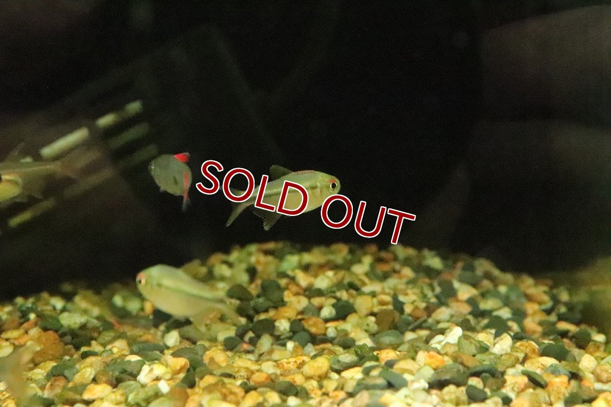 画像3: 【淡水魚】レインボーラコビクステトラ マラニョンリバー産 ワイルド【１匹】(珍カラ)(生体)(淡水)NKCＫ (3)