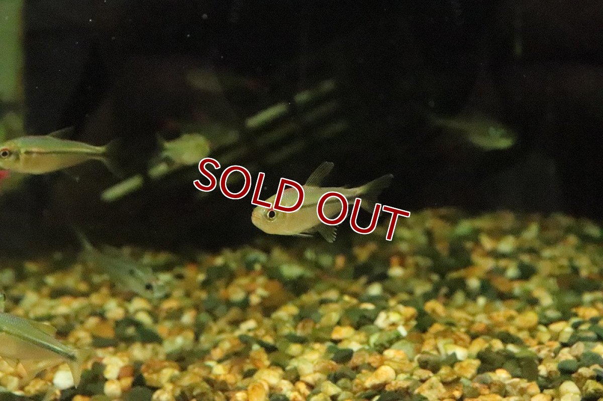 画像4: 【淡水魚】レインボーラコビクステトラ マラニョンリバー産 ワイルド【１匹】(珍カラ)(生体)(淡水)NKCＫ (4)