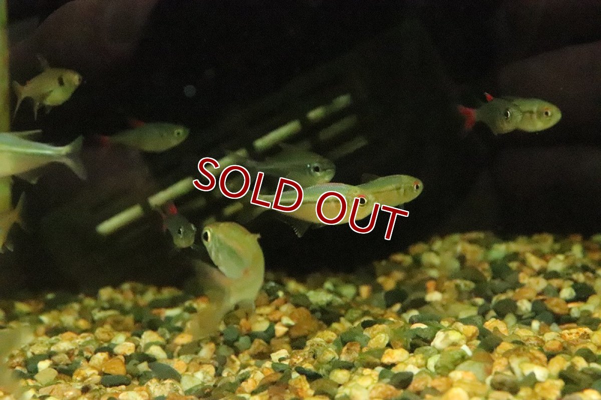 画像5: 【淡水魚】レインボーラコビクステトラ マラニョンリバー産 ワイルド【１匹】(珍カラ)(生体)(淡水)NKCＫ (5)