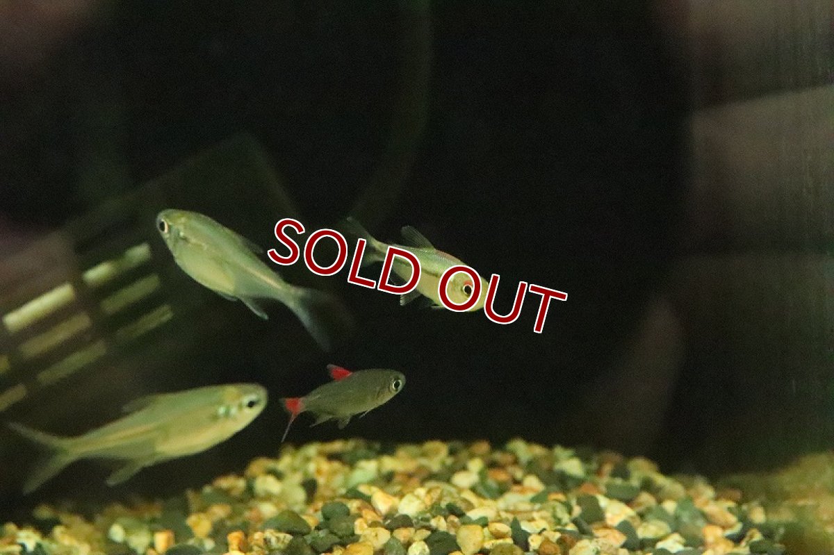 画像6: 【淡水魚】レインボーラコビクステトラ マラニョンリバー産 ワイルド【１匹】(珍カラ)(生体)(淡水)NKCＫ (6)