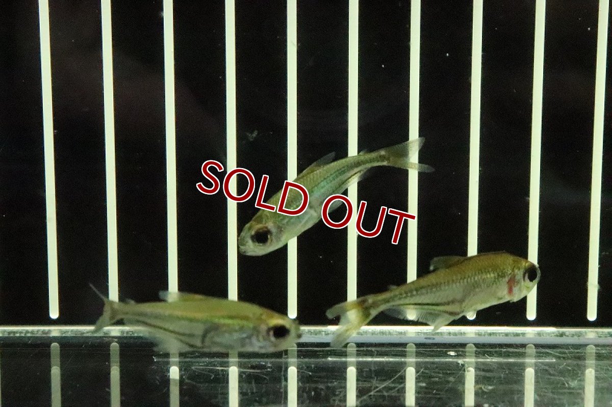 画像2: 【淡水魚】ヘテロカラックス マクロレピス カイクビ産 ワイルド【１匹】(珍カラ)(生体)(淡水)NKCＫ (2)