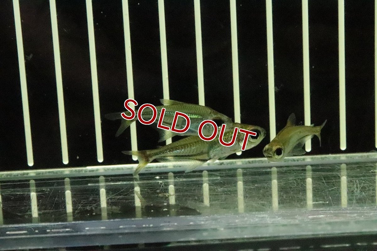 画像3: 【淡水魚】ヘテロカラックス マクロレピス カイクビ産 ワイルド【１匹】(珍カラ)(生体)(淡水)NKCＫ (3)