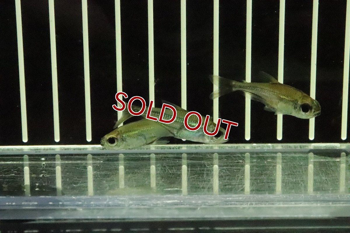 画像4: 【淡水魚】ヘテロカラックス マクロレピス カイクビ産 ワイルド【１匹】(珍カラ)(生体)(淡水)NKCＫ (4)