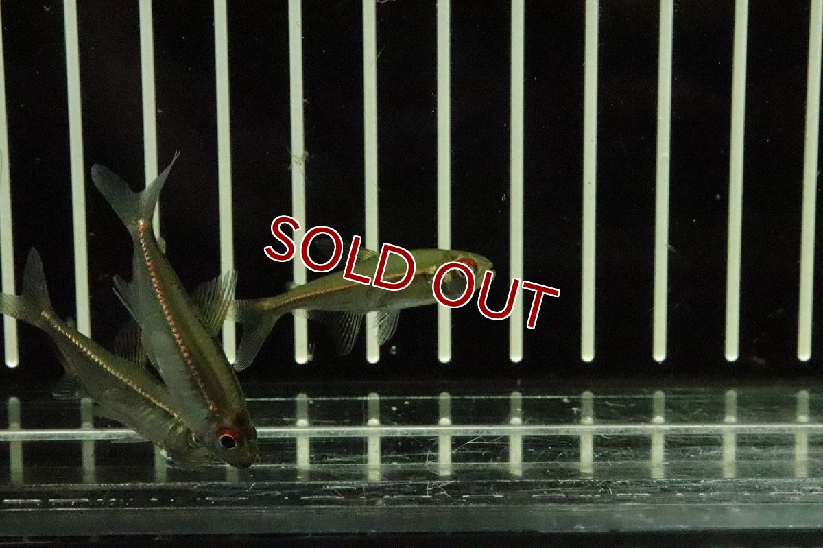 画像2: 【淡水魚】ヘミグラムス コエルレウス バルセロス産 ワイルド【１匹】(珍カラ)(生体)(淡水)NKCＫ (2)