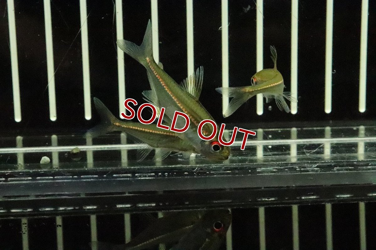 画像3: 【淡水魚】ヘミグラムス コエルレウス バルセロス産 ワイルド【１匹】(珍カラ)(生体)(淡水)NKCＫ (3)