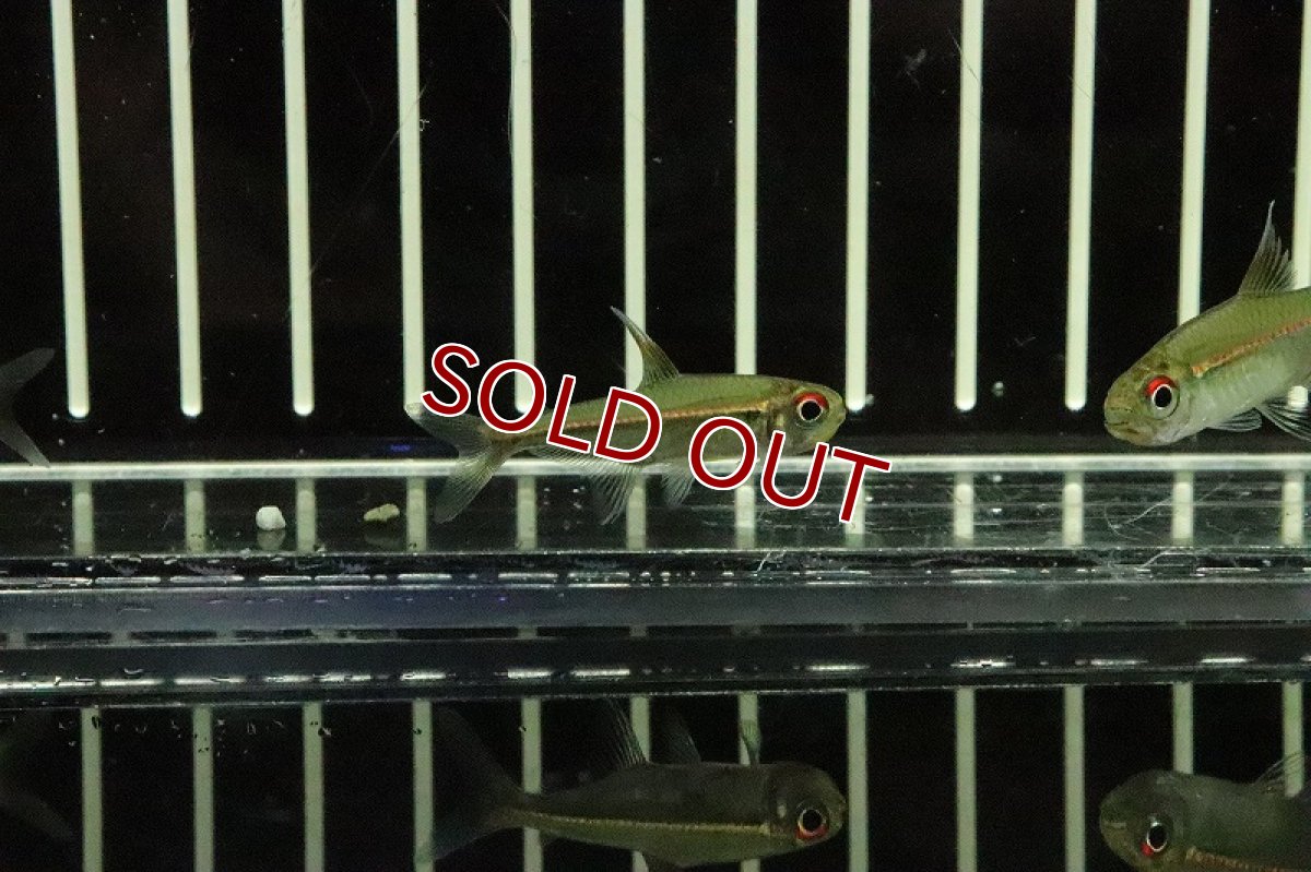 画像4: 【淡水魚】ヘミグラムス コエルレウス バルセロス産 ワイルド【１匹】(珍カラ)(生体)(淡水)NKCＫ (4)