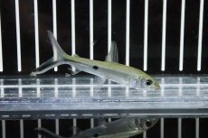 画像1: 【淡水魚】【通販】シルバーヘミオダス ワイルド【１匹】(珍カラ)(生体)(淡水)NKCＫ (1)