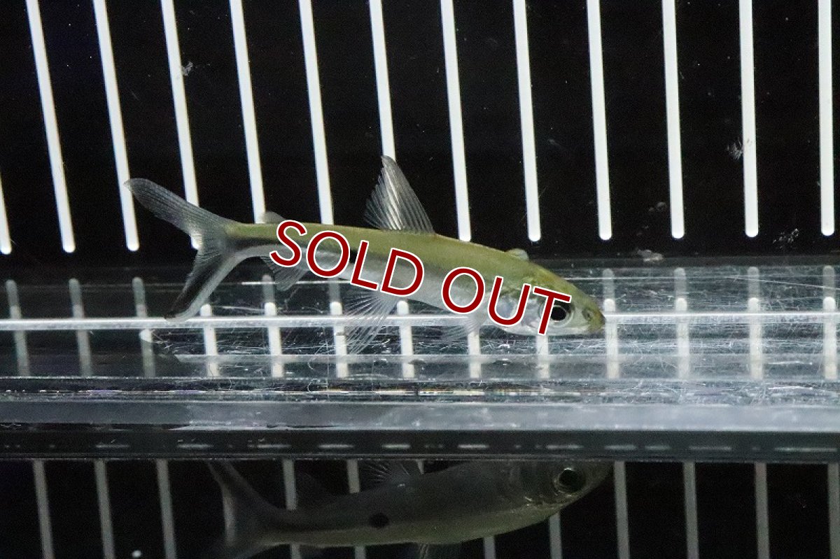 画像2: 【淡水魚】シルバーヘミオダス ワイルド【１匹】(珍カラ)(生体)(淡水)NKCＫ (2)