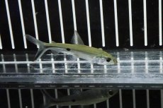 画像2: 【淡水魚】【通販】シルバーヘミオダス ワイルド【１匹】(珍カラ)(生体)(淡水)NKCＫ (2)