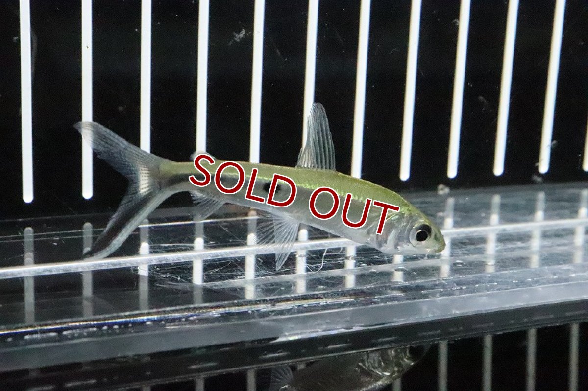 画像3: 【淡水魚】シルバーヘミオダス ワイルド【１匹】(珍カラ)(生体)(淡水)NKCＫ (3)