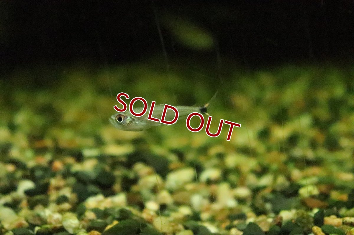 画像2: 【淡水魚】ブラジル便 アロワナテトラ サンタイカーノ産 ワイルド【１匹】(珍カラ)(生体)(淡水)NKCＫ (2)