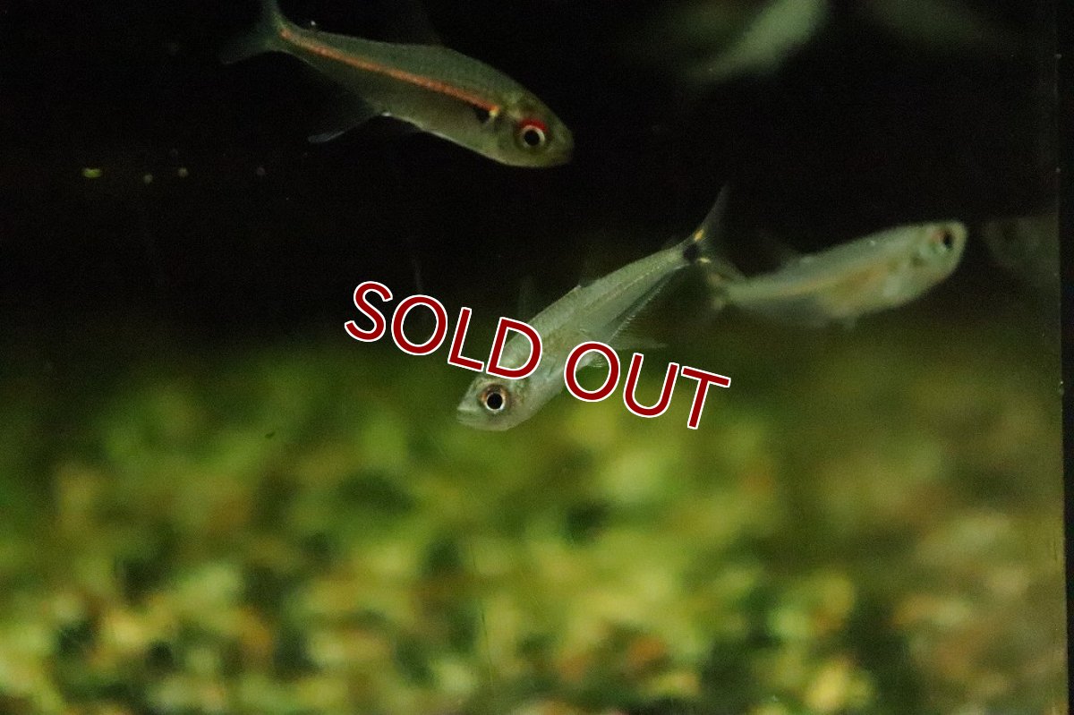 画像3: 【淡水魚】ブラジル便 アロワナテトラ サンタイカーノ産 ワイルド【１匹】(珍カラ)(生体)(淡水)NKCＫ (3)