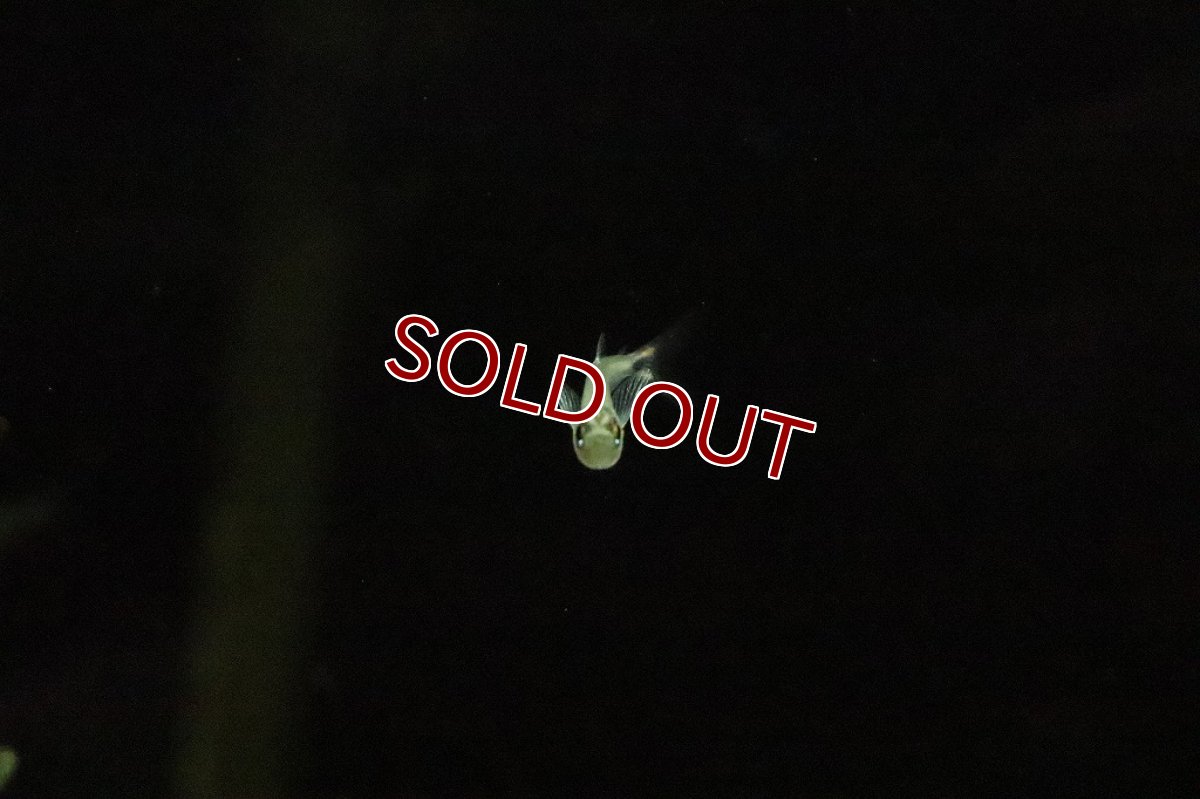 画像4: 【淡水魚】ブラジル便 アロワナテトラ サンタイカーノ産 ワイルド【１匹】(珍カラ)(生体)(淡水)NKCＫ (4)