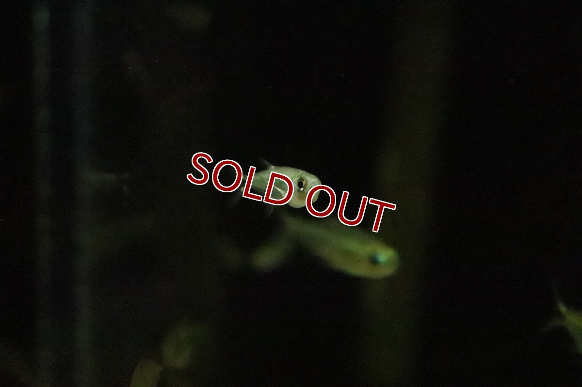 画像5: 【淡水魚】ブラジル便 アロワナテトラ サンタイカーノ産 ワイルド【１匹】(珍カラ)(生体)(淡水)NKCＫ (5)