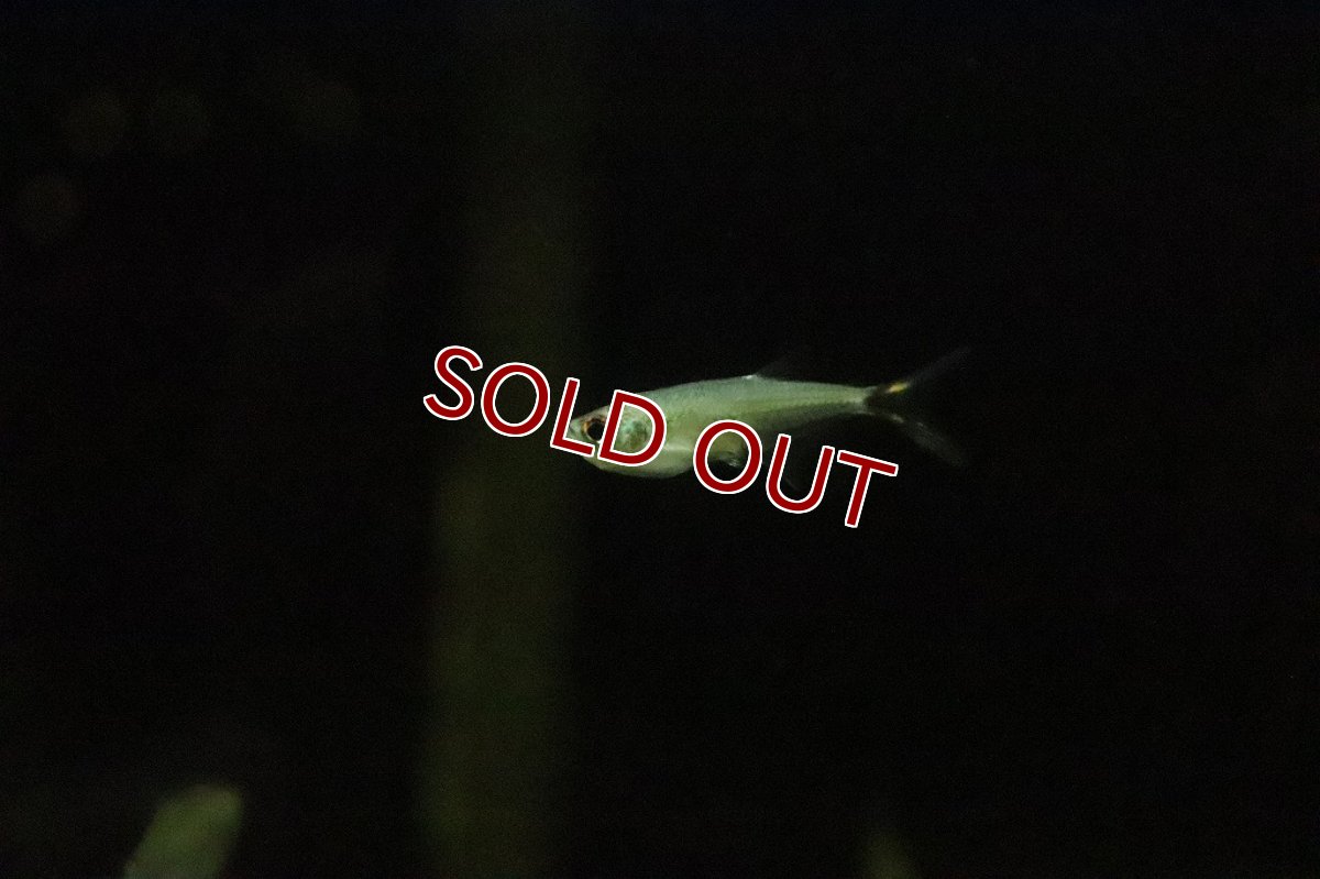 画像6: 【淡水魚】ブラジル便 アロワナテトラ サンタイカーノ産 ワイルド【１匹】(珍カラ)(生体)(淡水)NKCＫ (6)