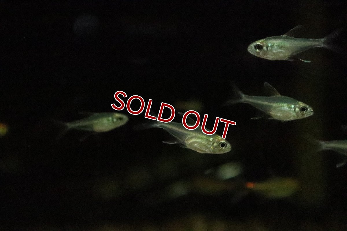 画像2: 【淡水魚】新種 ペルーエレガンステトラ リオナナイ産 ワイルド【１匹】(珍カラ)(生体)(淡水)NKCＫ (2)