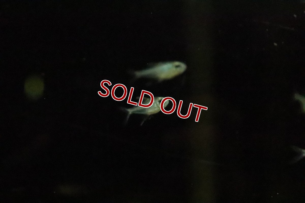 画像3: 【淡水魚】新種 ペルーエレガンステトラ リオナナイ産 ワイルド【１匹】(珍カラ)(生体)(淡水)NKCＫ (3)