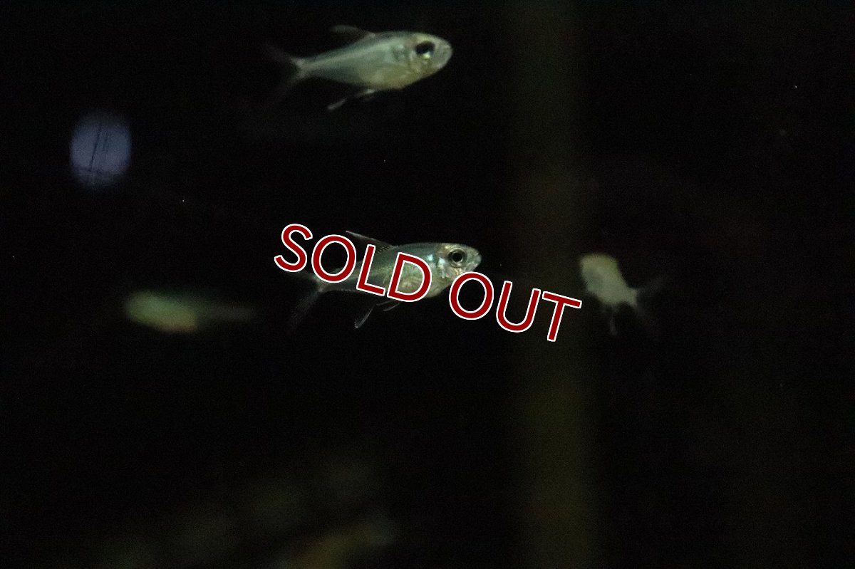 画像4: 【淡水魚】新種 ペルーエレガンステトラ リオナナイ産 ワイルド【１匹】(珍カラ)(生体)(淡水)NKCＫ (4)