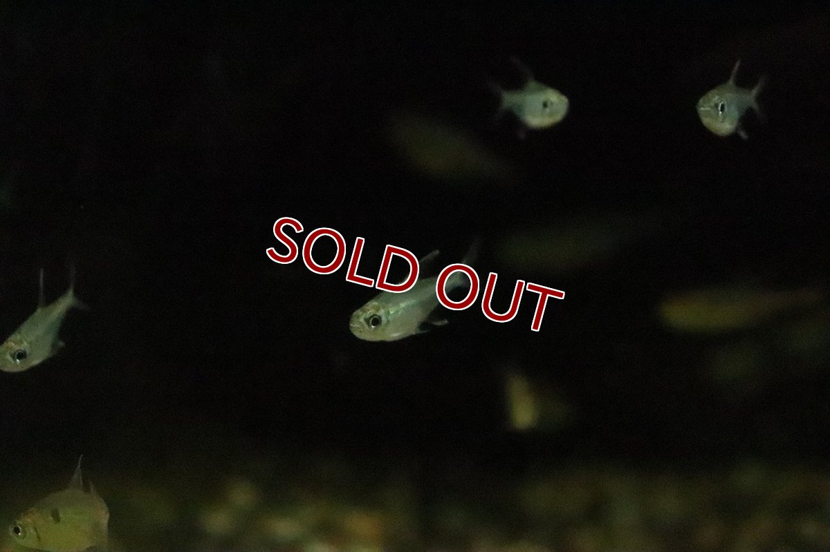 画像5: 【淡水魚】新種 ペルーエレガンステトラ リオナナイ産 ワイルド【１匹】(珍カラ)(生体)(淡水)NKCＫ (5)