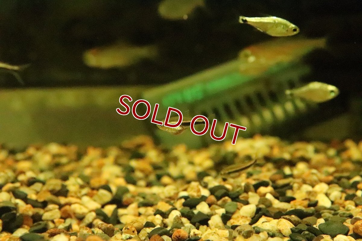 画像2: 【淡水魚】フェアリーブラックネオンテトラ リオイリリ産 ワイルド【１匹】(珍カラ)(生体)(淡水)NKCＫ (2)