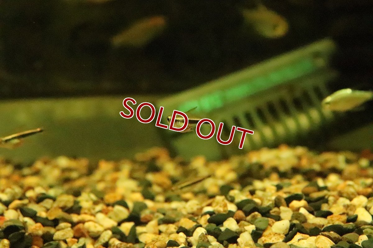 画像3: 【淡水魚】フェアリーブラックネオンテトラ リオイリリ産 ワイルド【１匹】(珍カラ)(生体)(淡水)NKCＫ (3)