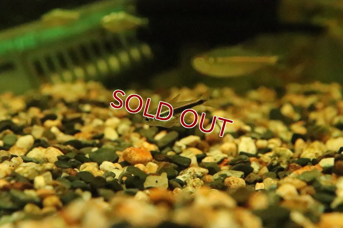 画像4: 【淡水魚】フェアリーブラックネオンテトラ リオイリリ産 ワイルド【１匹】(珍カラ)(生体)(淡水)NKCＫ (4)