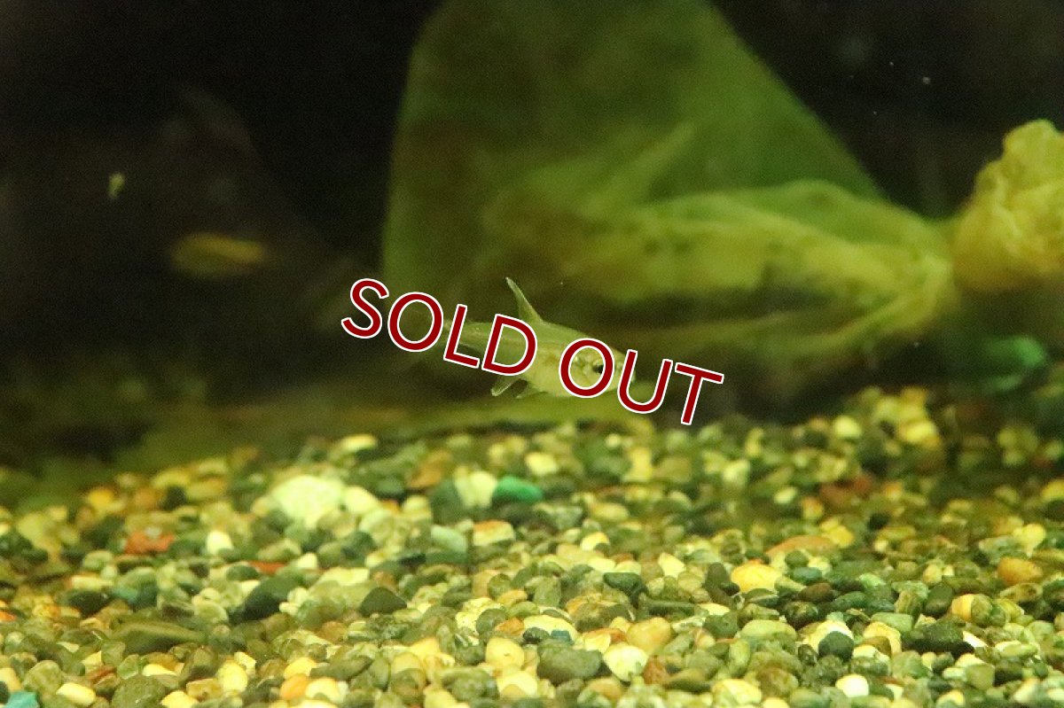 画像2: 【淡水魚】新種 クリスタルエレガンステトラ リオジャマンシン産 ワイルド【１匹】(珍カラ)(生体)(淡水)NKCＫ (2)